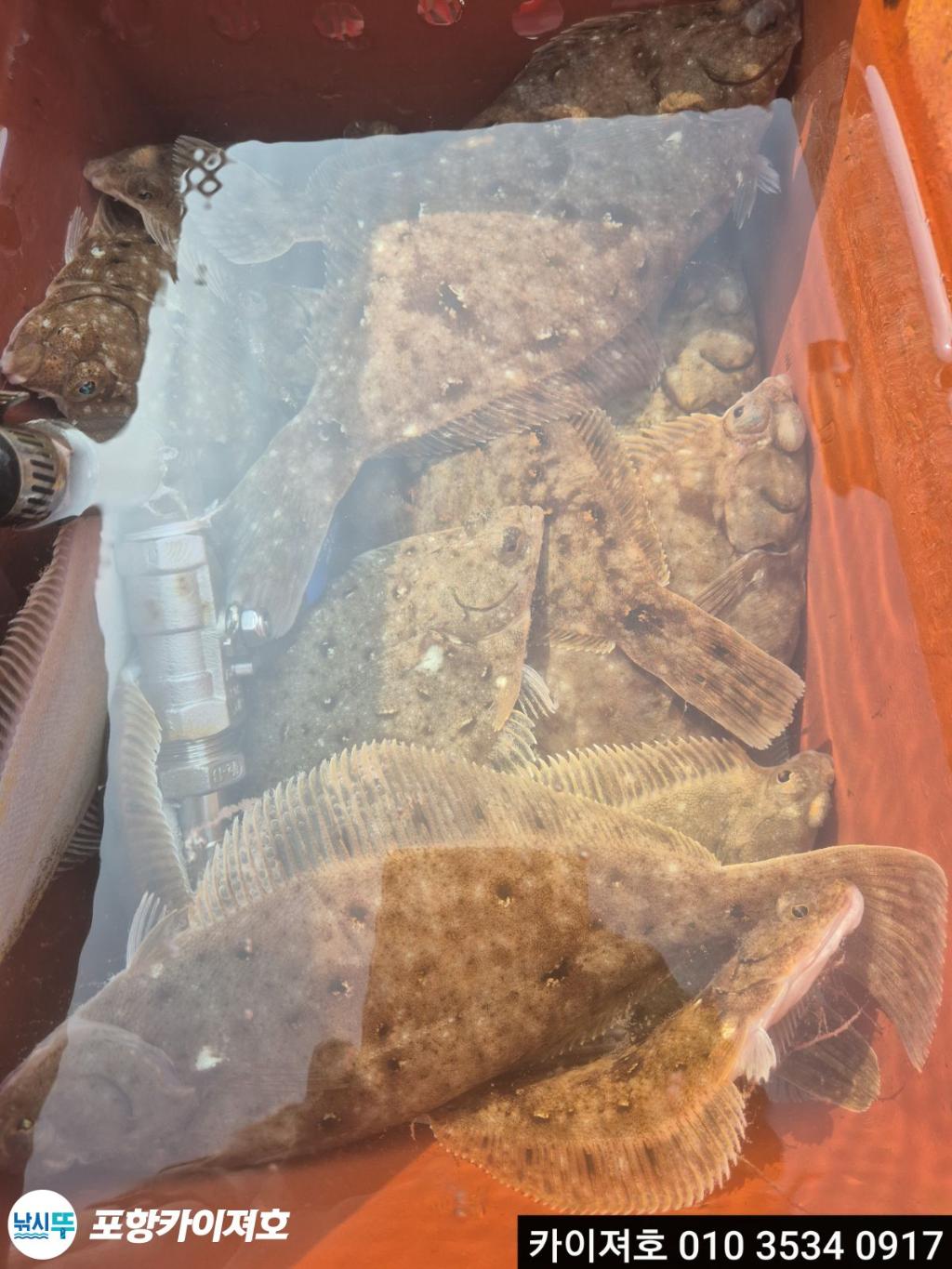 낚시뚜,도다리,영일만항,포항카이져호,낚시뚜14