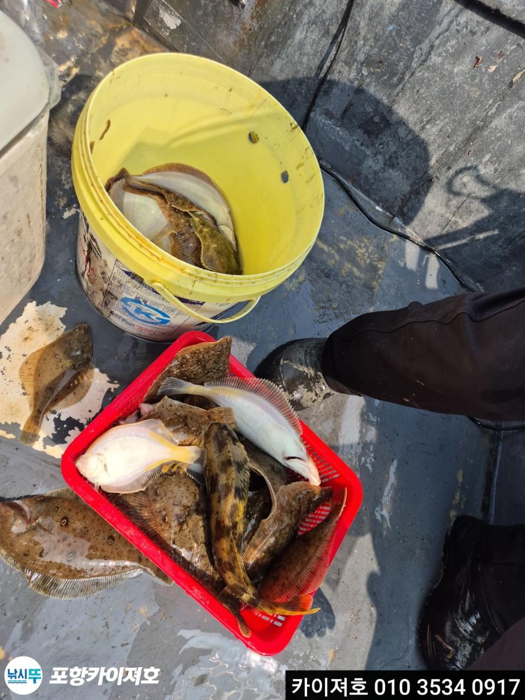 낚시뚜,도다리,영일만항,포항카이져호,낚시뚜8