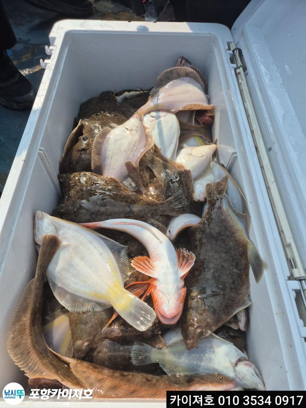 낚시뚜,도다리,영일만항,포항카이져호,낚시뚜0