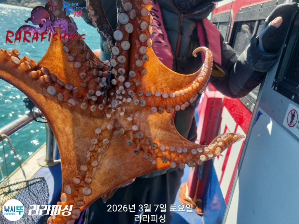 낚시뚜,낙지,돌문어,속천항(진해),라라피싱,낚시뚜25