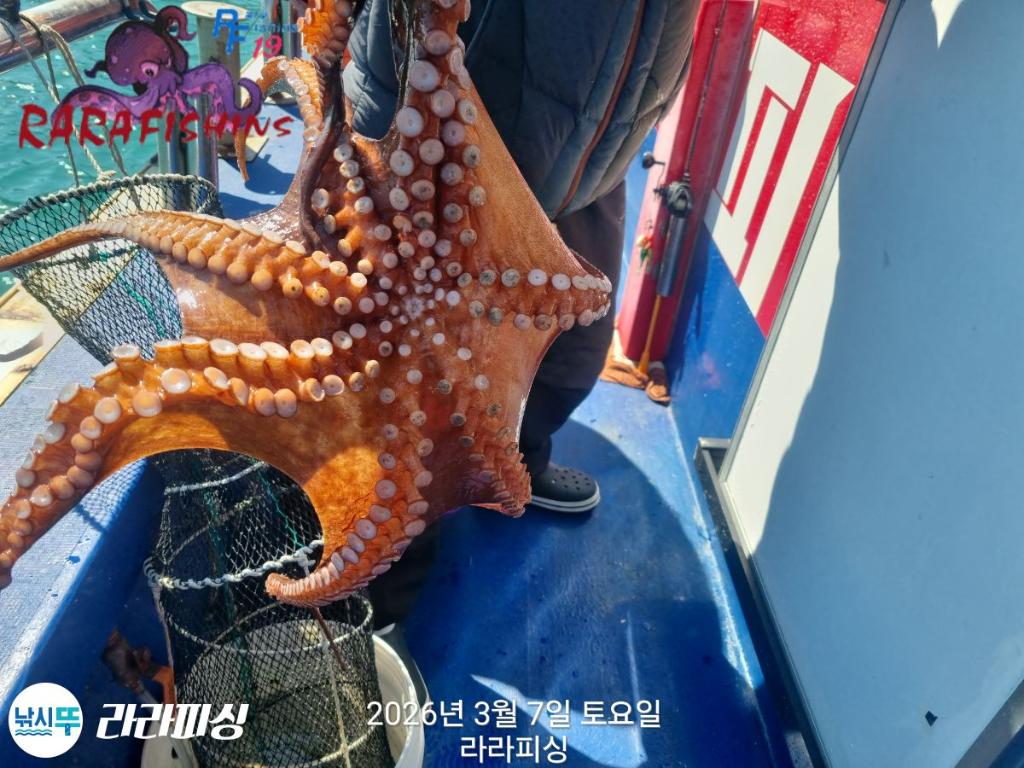 낚시뚜,낙지,돌문어,속천항(진해),라라피싱,낚시뚜23