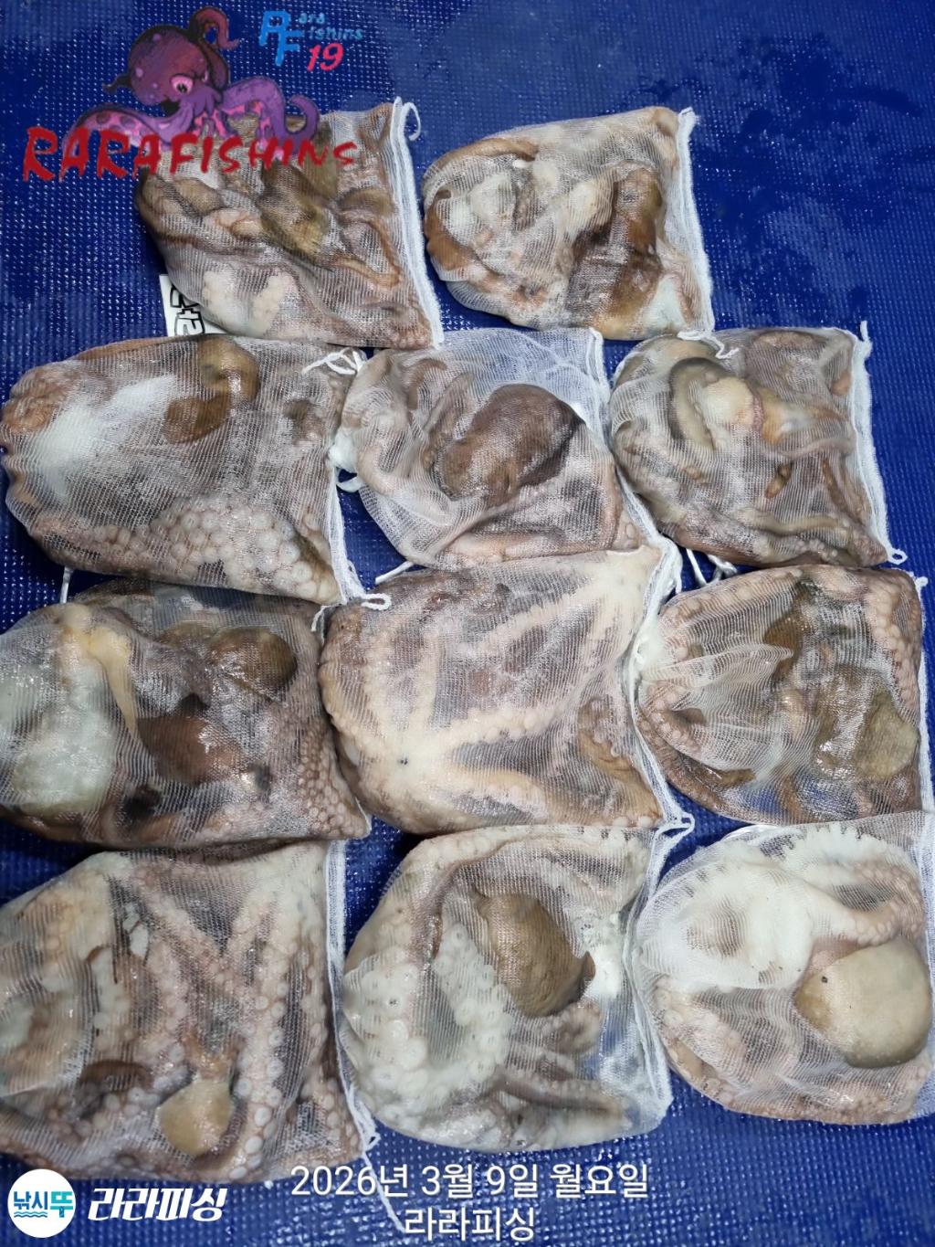 낚시뚜,낙지,돌문어,속천항(진해),라라피싱,낚시뚜16