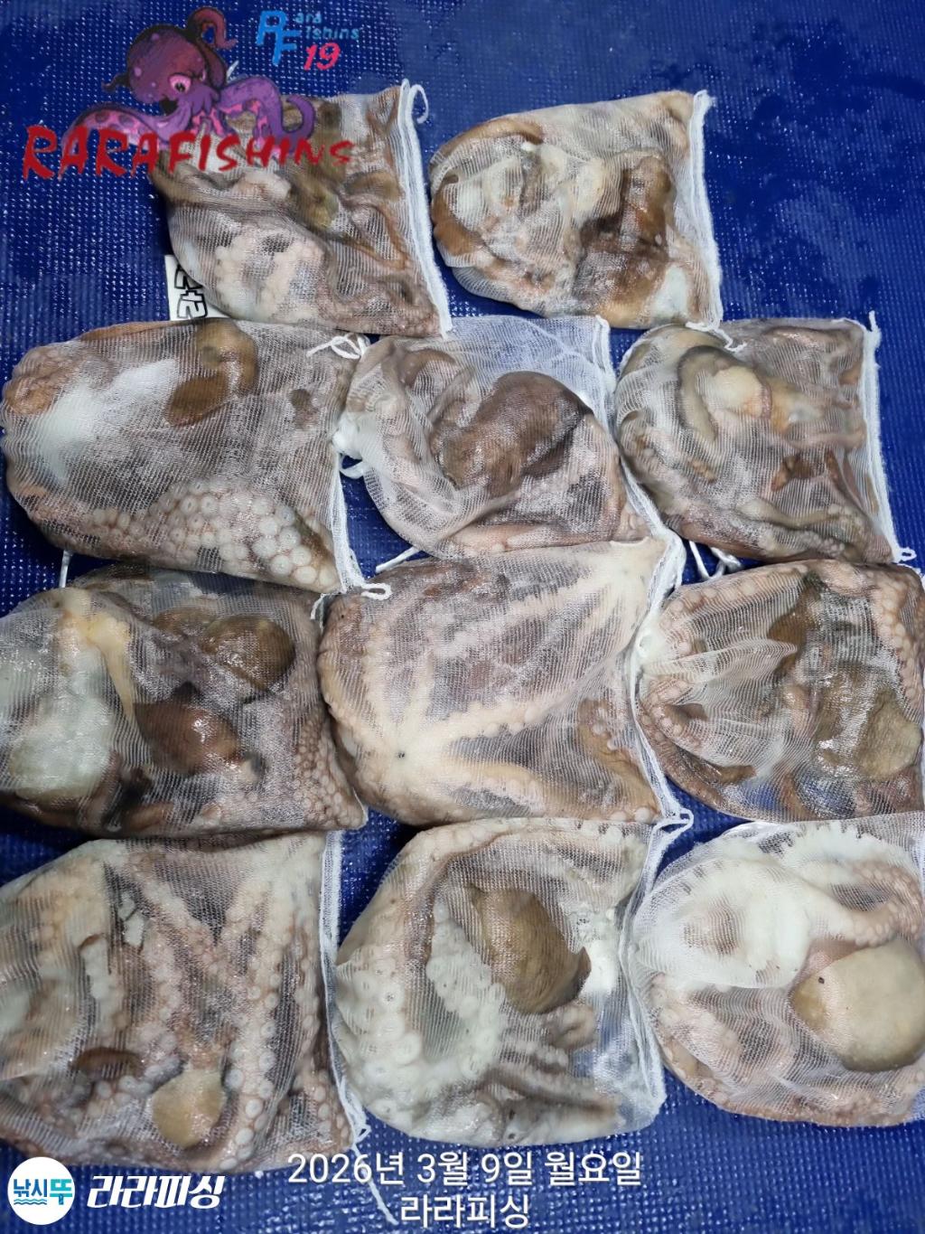 낚시뚜,낙지,돌문어,속천항(진해),라라피싱,낚시뚜15