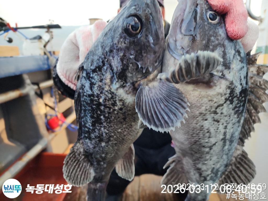낚시뚜,우럭,녹동항,녹동대성호,낚시뚜33