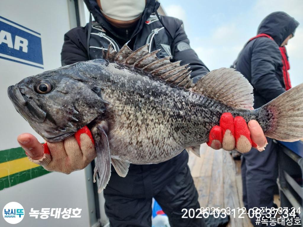 낚시뚜,우럭,녹동항,녹동대성호,낚시뚜21