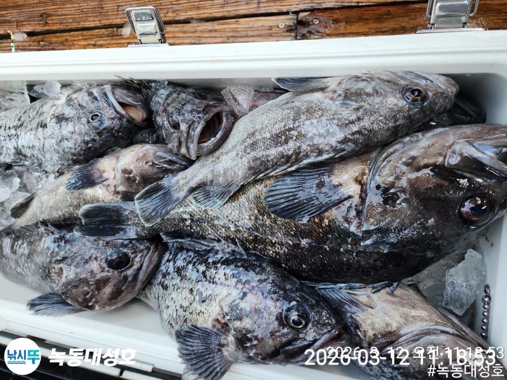 낚시뚜,우럭,녹동항,녹동대성호,낚시뚜15