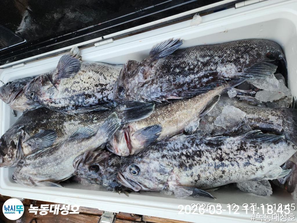 낚시뚜,우럭,녹동항,녹동대성호,낚시뚜14