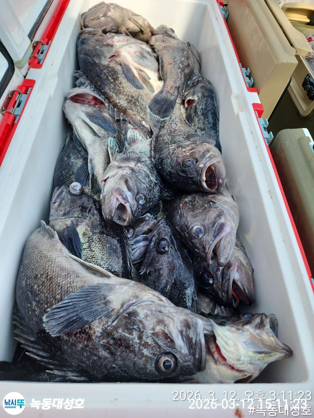 낚시뚜,우럭,녹동항,녹동대성호,낚시뚜12