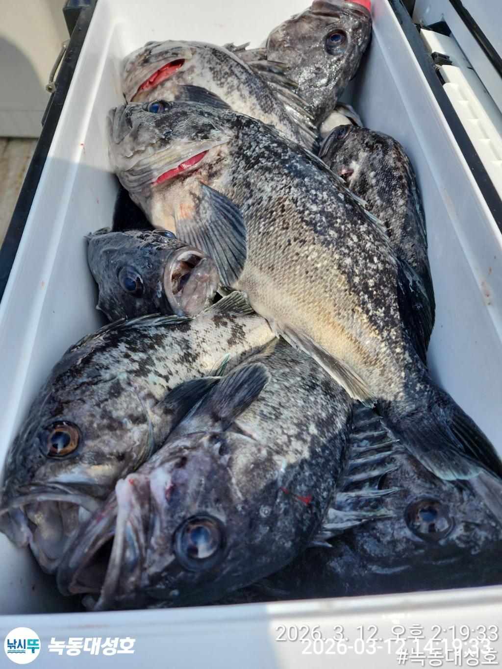 낚시뚜,우럭,녹동항,녹동대성호,낚시뚜11