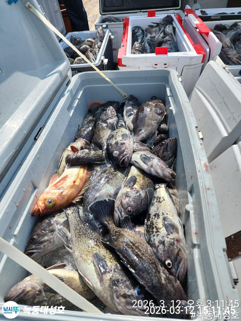 낚시뚜,우럭,녹동항,녹동대성호,낚시뚜9