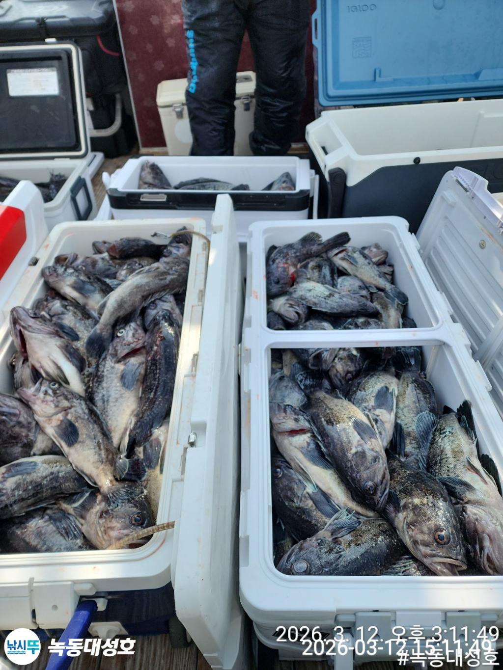 낚시뚜,우럭,녹동항,녹동대성호,낚시뚜8