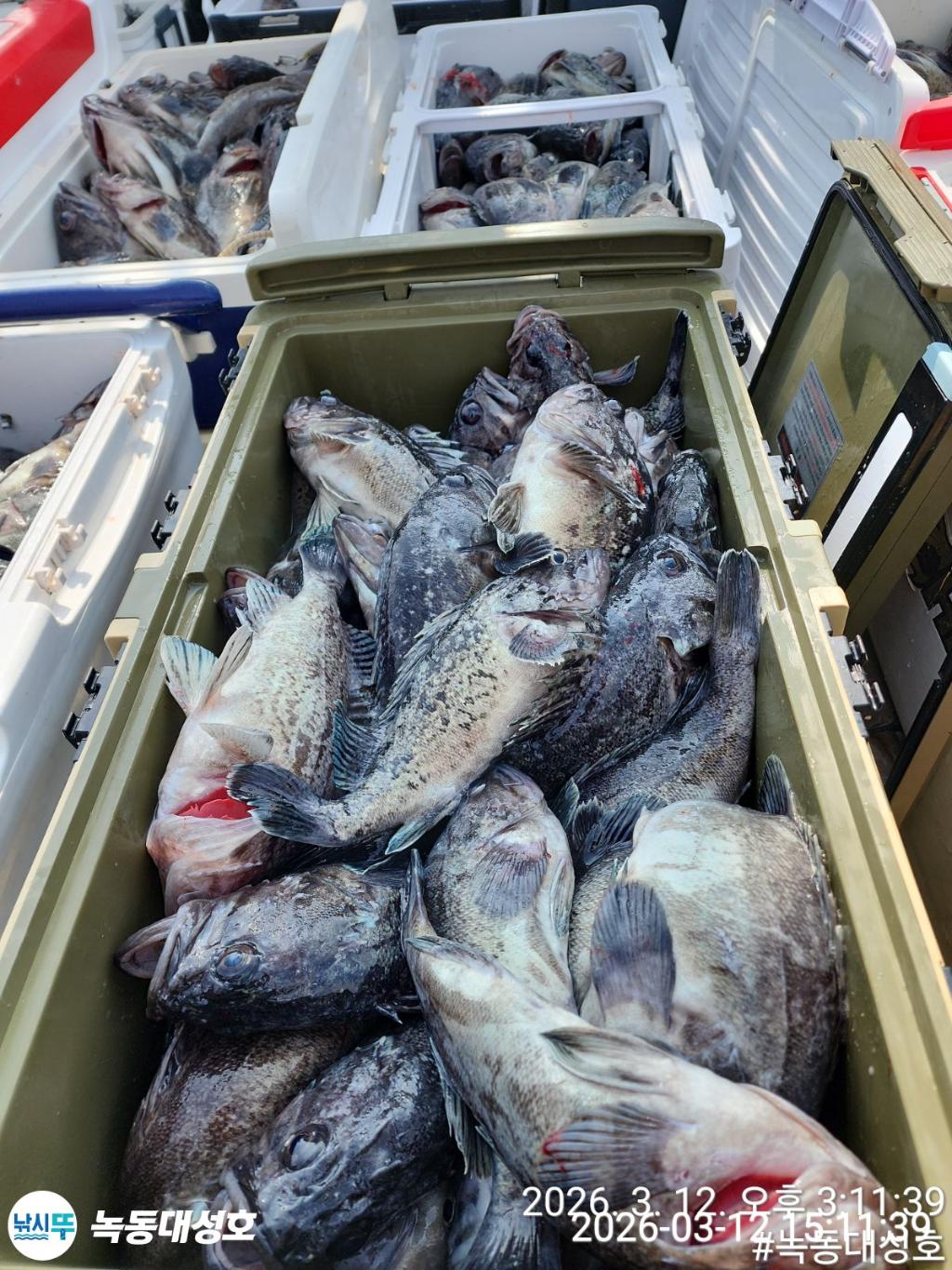 낚시뚜,우럭,녹동항,녹동대성호,낚시뚜6