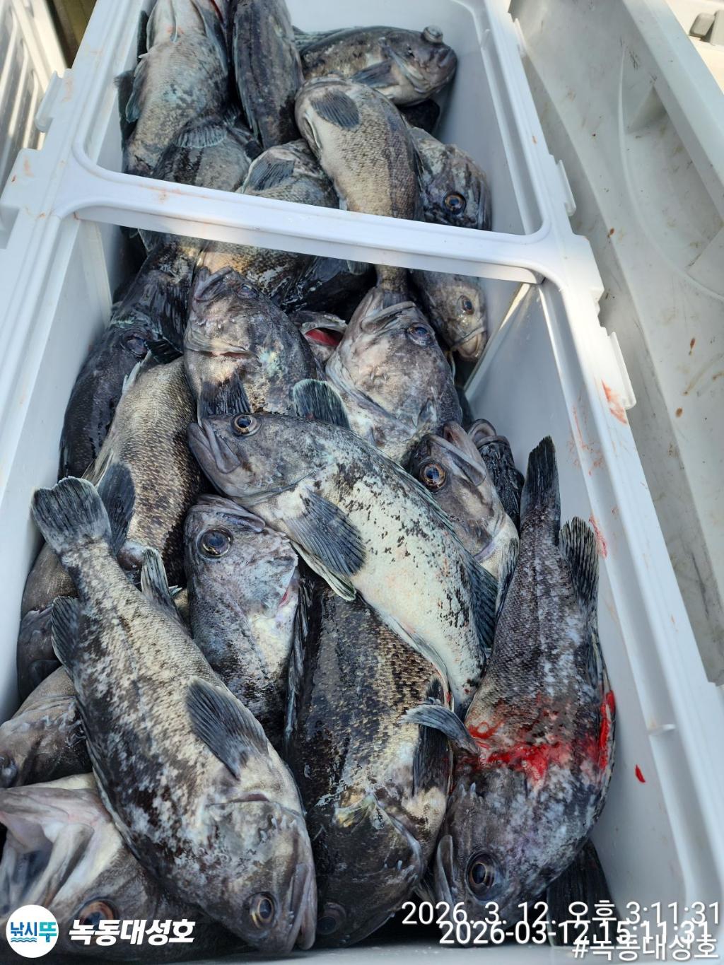 낚시뚜,우럭,녹동항,녹동대성호,낚시뚜5