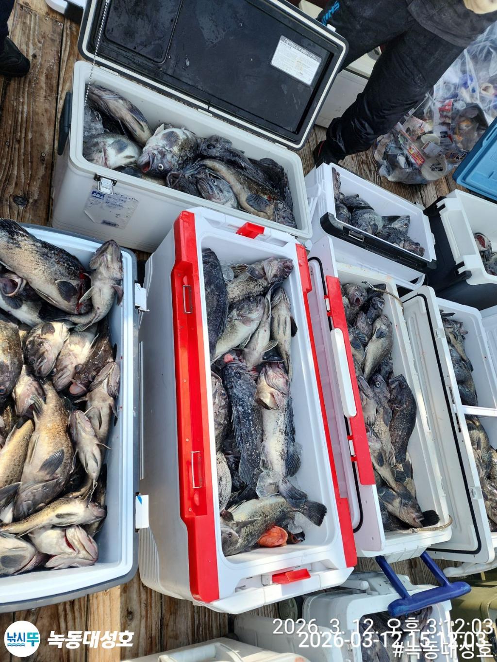 낚시뚜,우럭,녹동항,녹동대성호,낚시뚜4