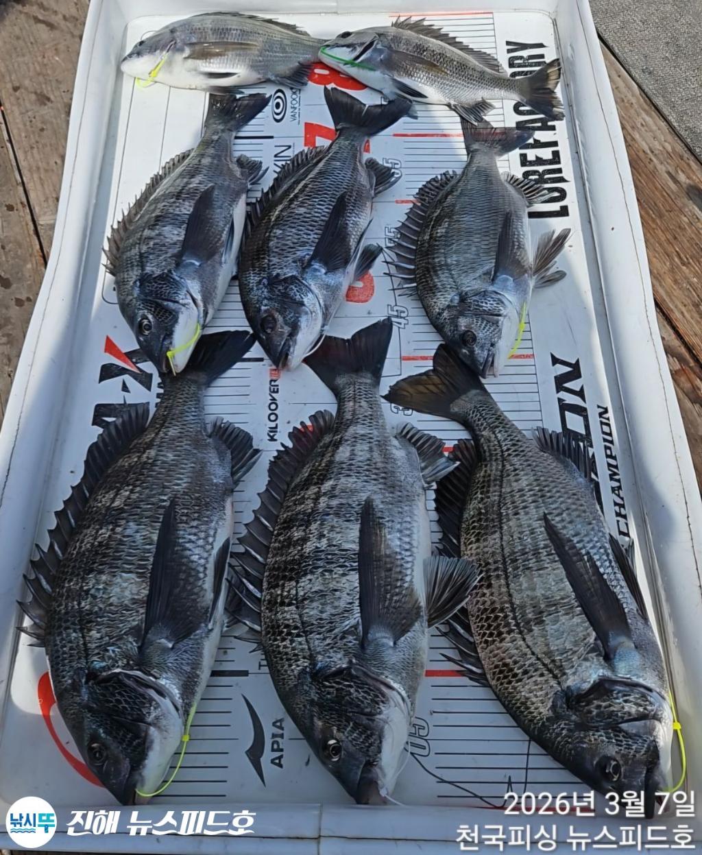 낚시뚜,,진해행암항,진해 뉴스피드호,낚시뚜10