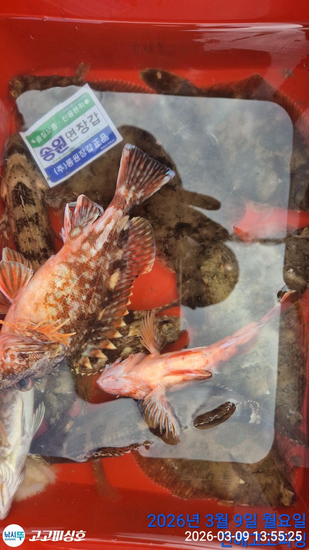 낚시뚜,,속천항(진해),고고피싱호,낚시뚜25