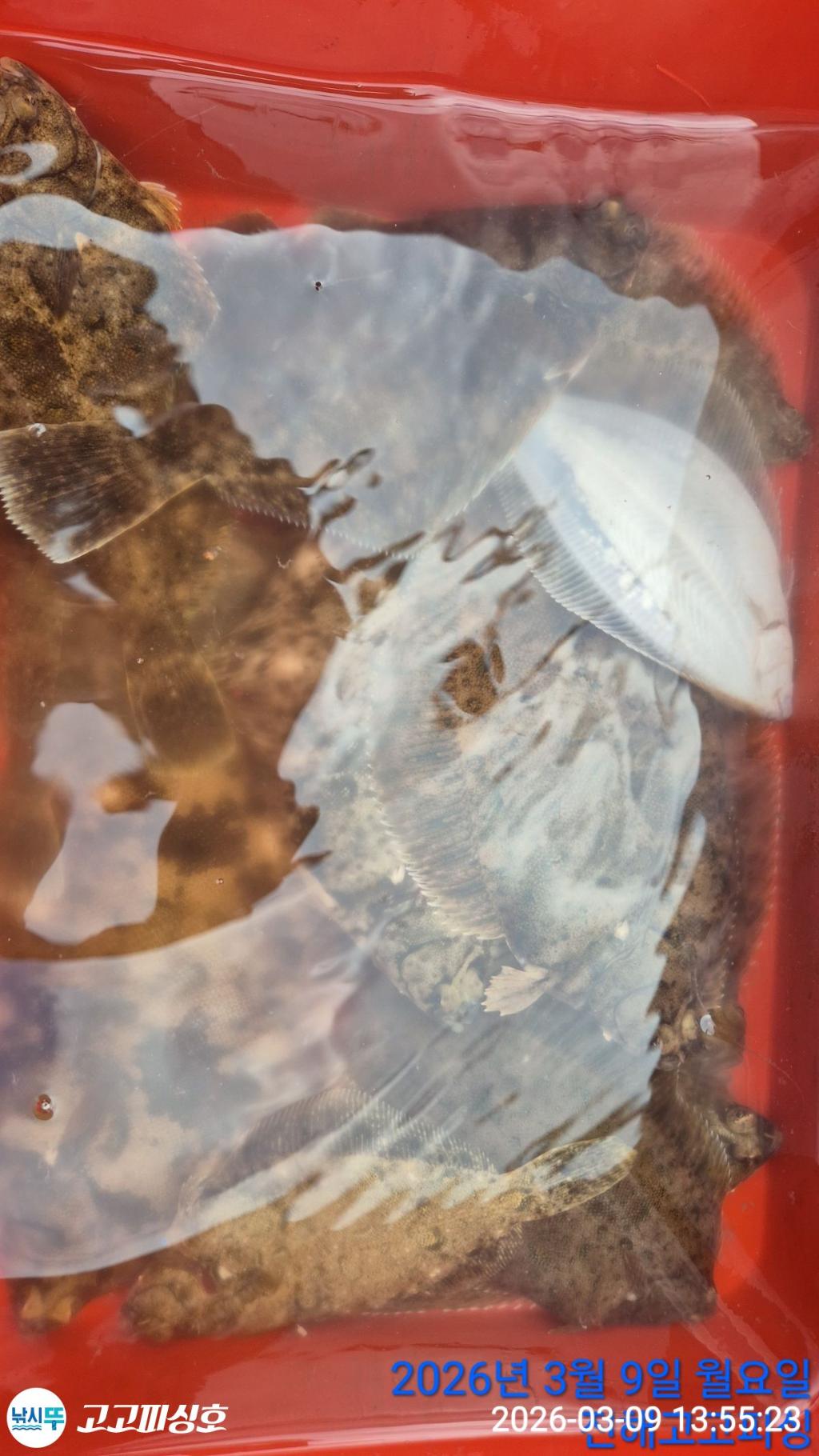 낚시뚜,,속천항(진해),고고피싱호,낚시뚜24