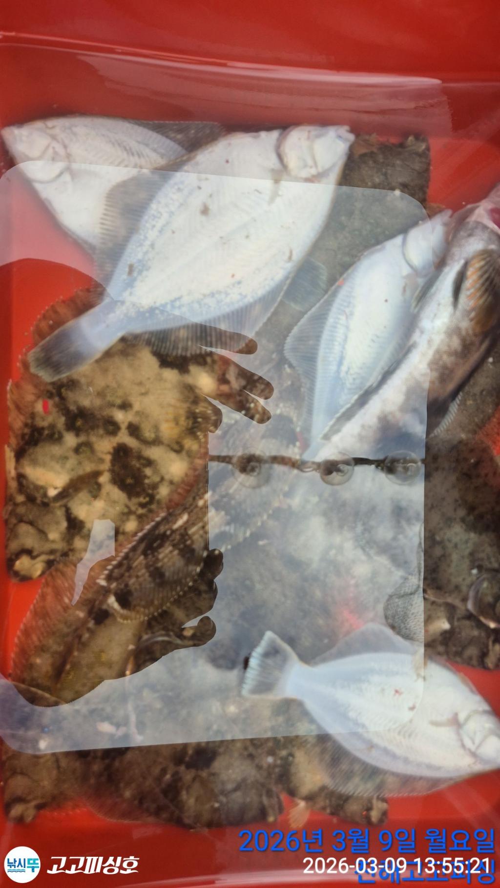 낚시뚜,,속천항(진해),고고피싱호,낚시뚜23