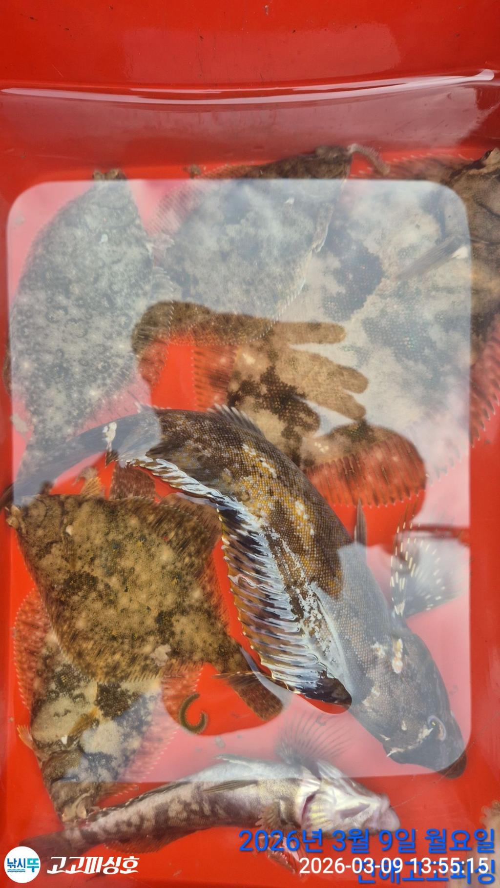 낚시뚜,,속천항(진해),고고피싱호,낚시뚜21