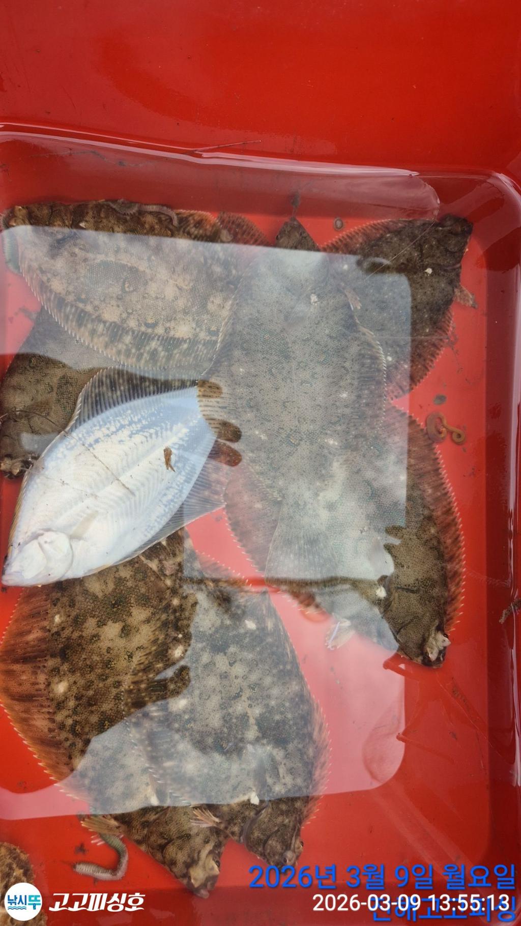 낚시뚜,,속천항(진해),고고피싱호,낚시뚜20