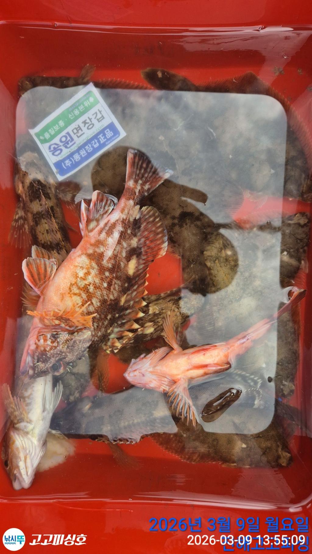 낚시뚜,,속천항(진해),고고피싱호,낚시뚜19