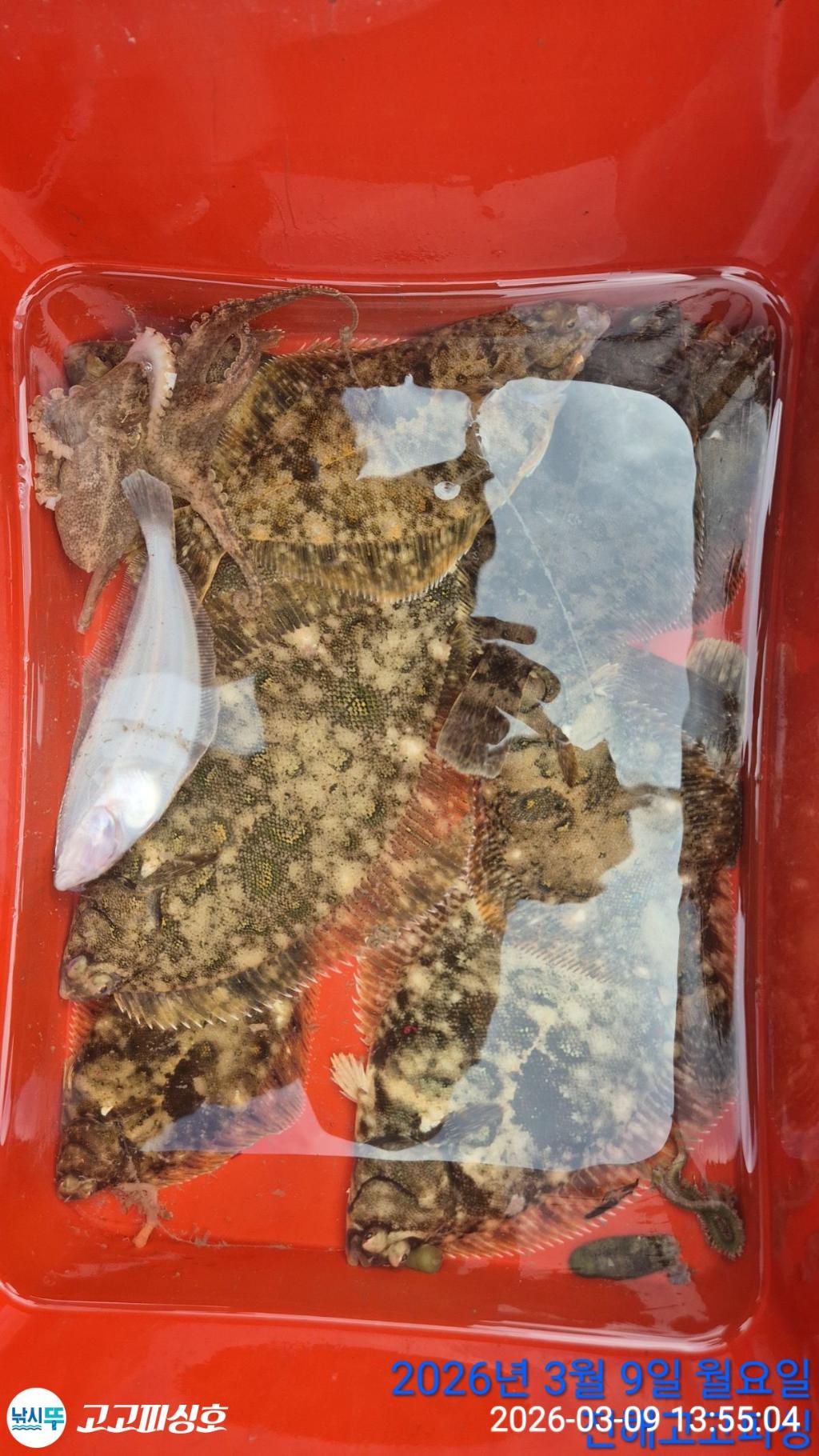 낚시뚜,,속천항(진해),고고피싱호,낚시뚜17