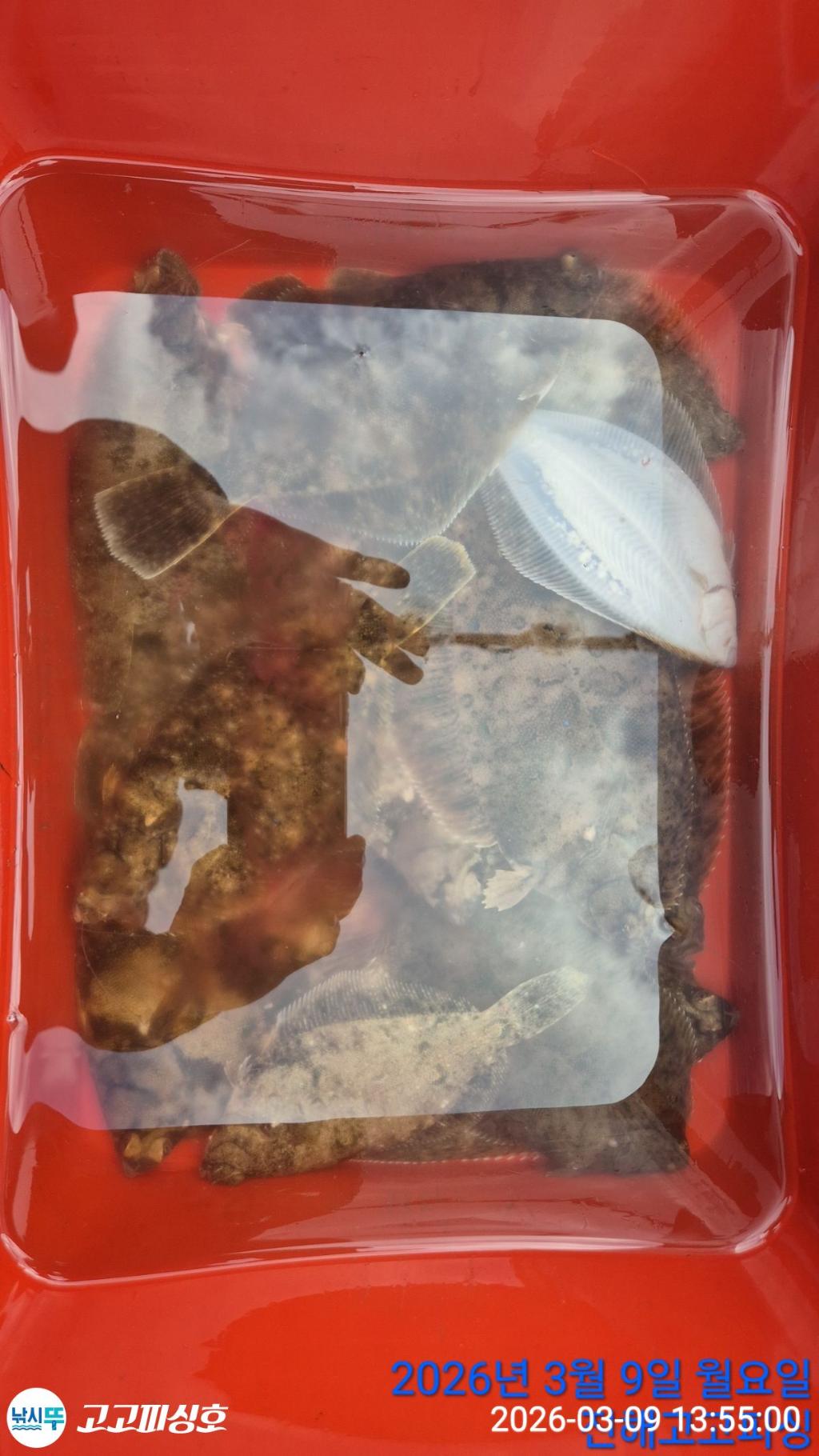 낚시뚜,,속천항(진해),고고피싱호,낚시뚜16