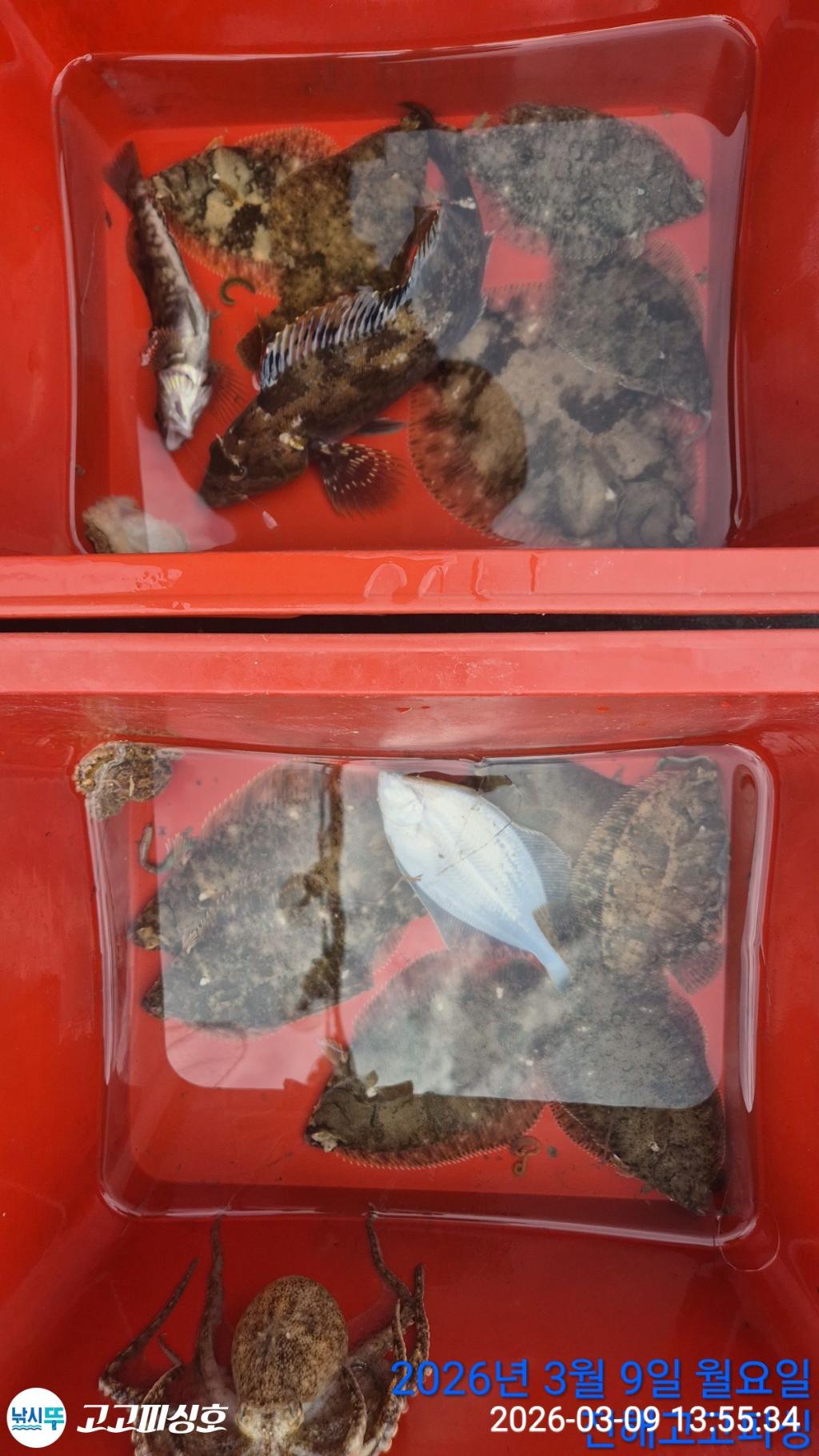 낚시뚜,,속천항(진해),고고피싱호,낚시뚜15