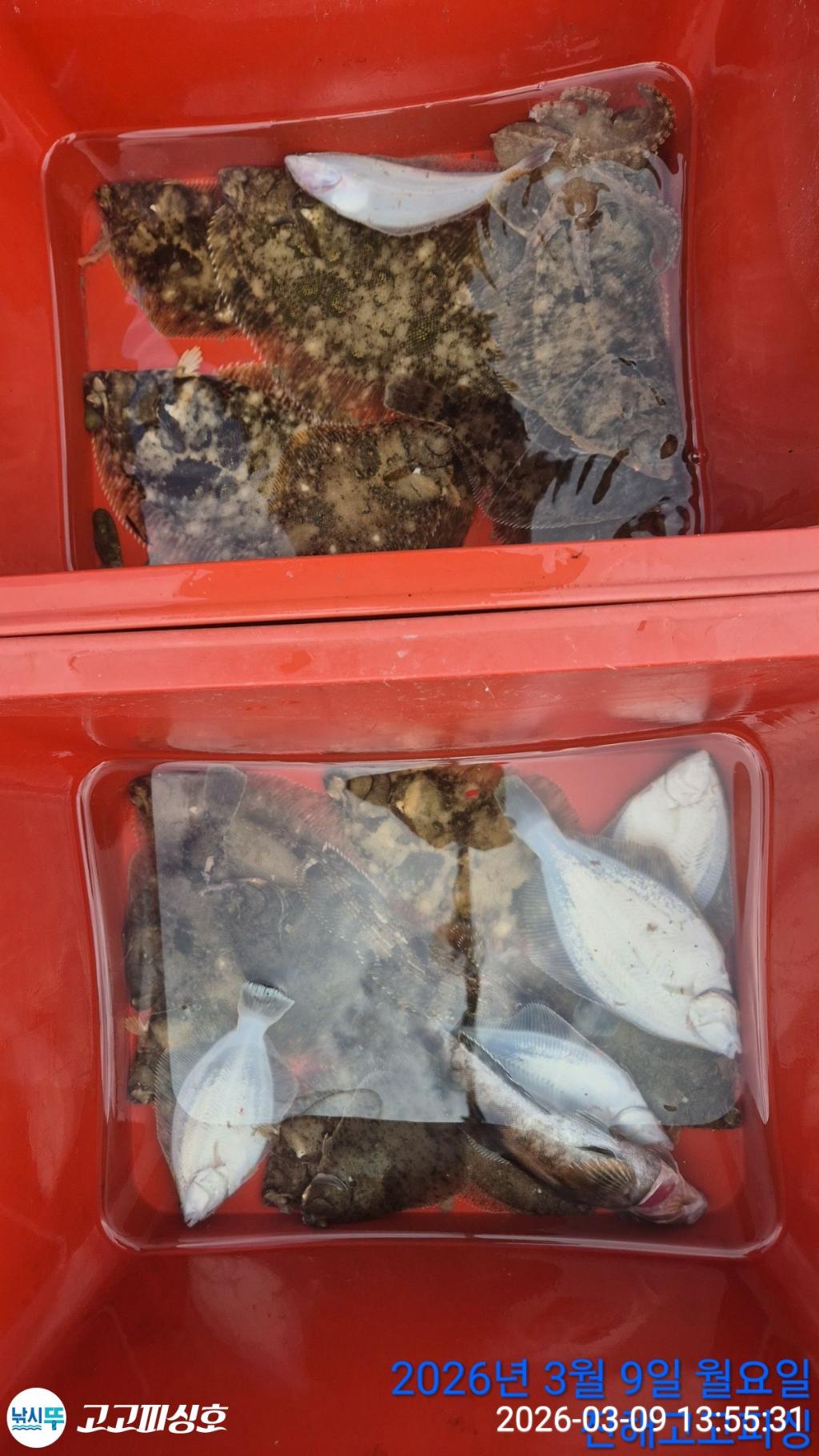 낚시뚜,,속천항(진해),고고피싱호,낚시뚜14