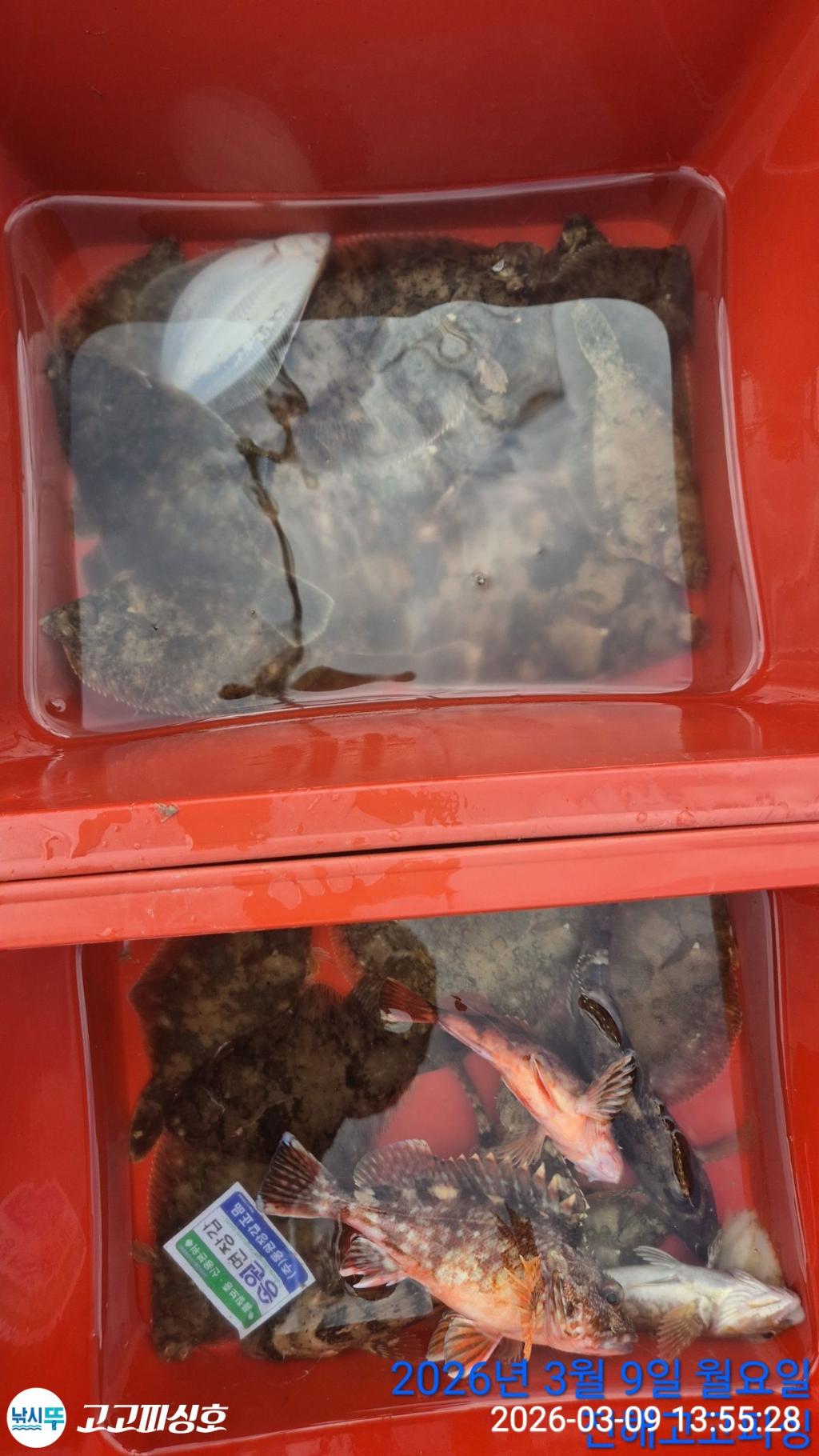 낚시뚜,,속천항(진해),고고피싱호,낚시뚜13