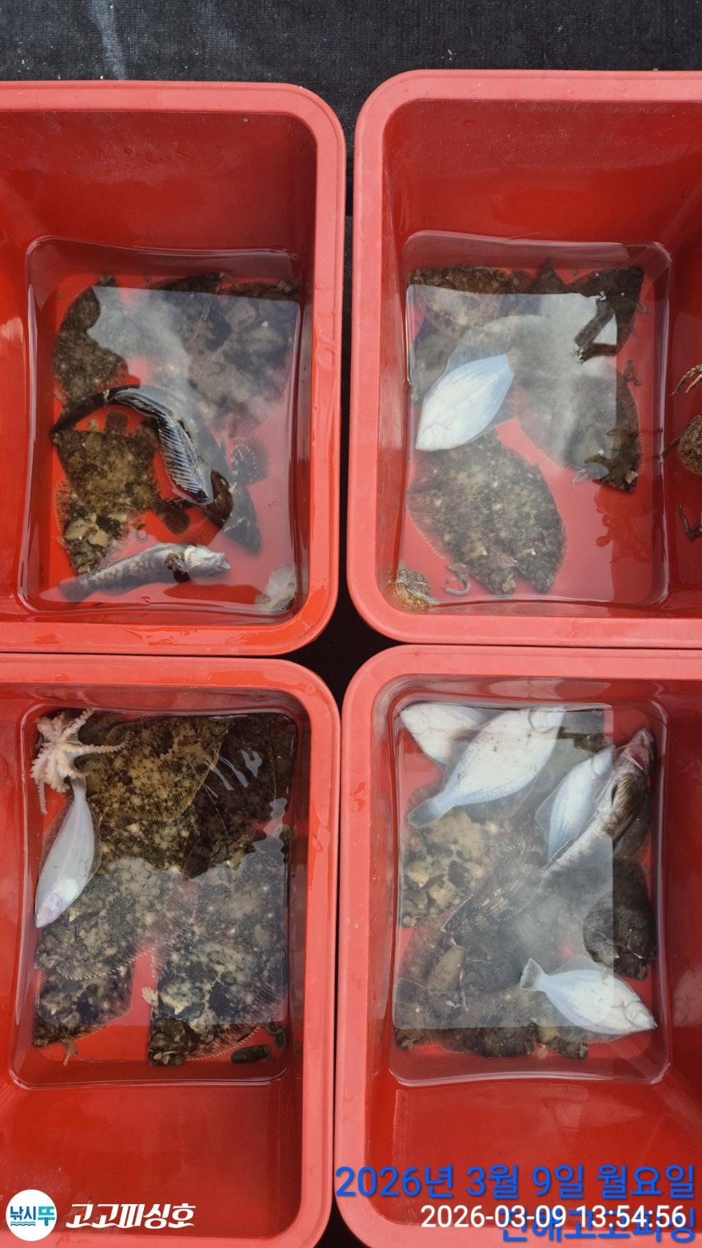 낚시뚜,,속천항(진해),고고피싱호,낚시뚜12