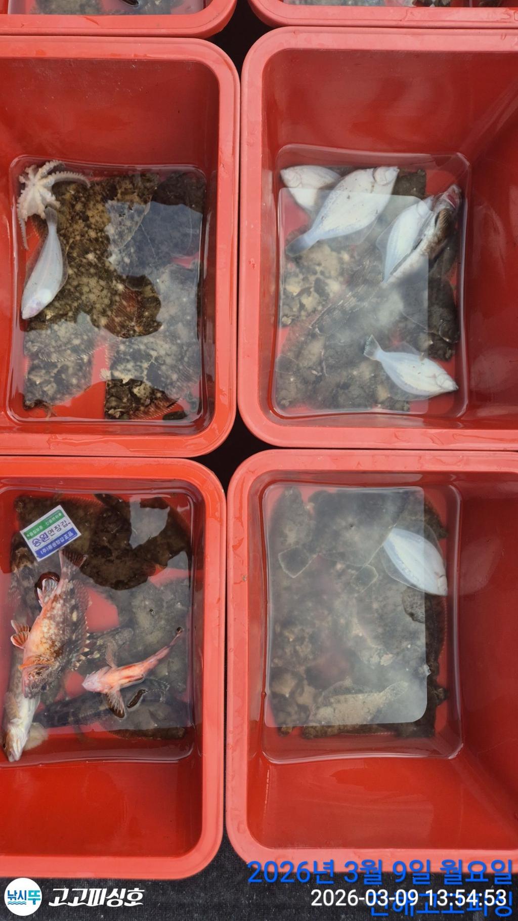 낚시뚜,,속천항(진해),고고피싱호,낚시뚜11