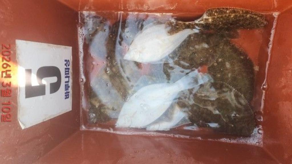 낚시뚜,도다리,속천항(진해),바루나피싱,낚시뚜4