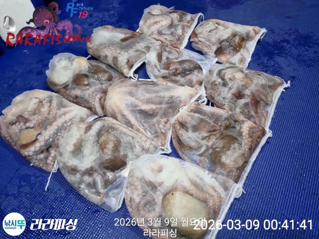 낚시뚜,낙지,돌문어,속천항(진해),라라피싱,낚시뚜26