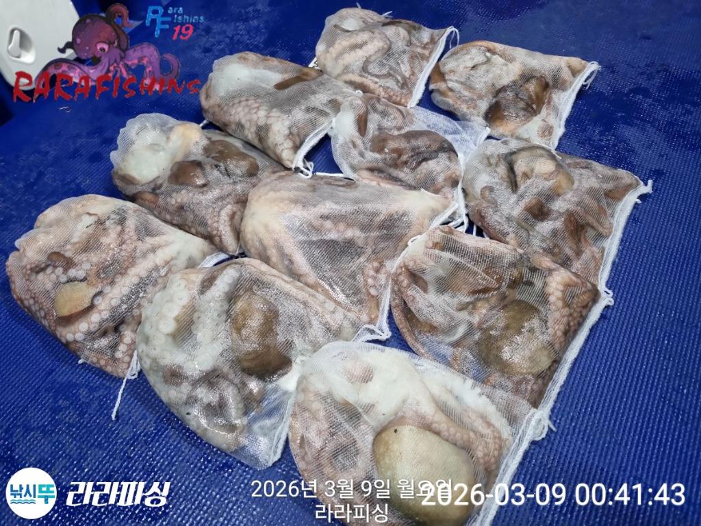 낚시뚜,낙지,돌문어,속천항(진해),라라피싱,낚시뚜25