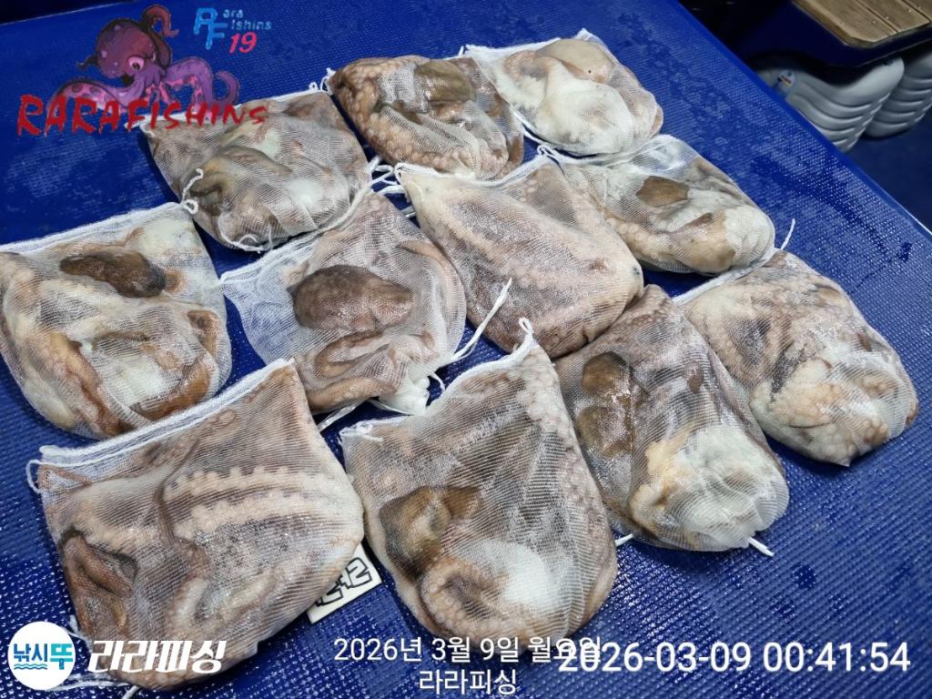 낚시뚜,낙지,돌문어,속천항(진해),라라피싱,낚시뚜24