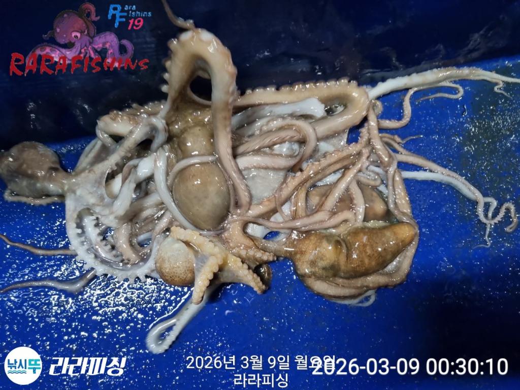 낚시뚜,낙지,돌문어,속천항(진해),라라피싱,낚시뚜22