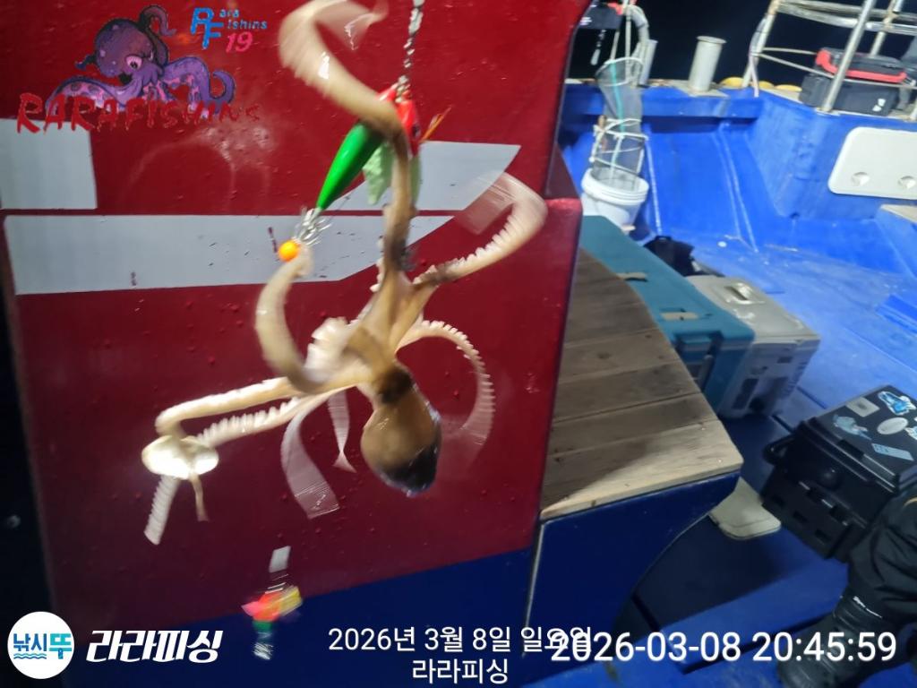 낚시뚜,낙지,돌문어,속천항(진해),라라피싱,낚시뚜20