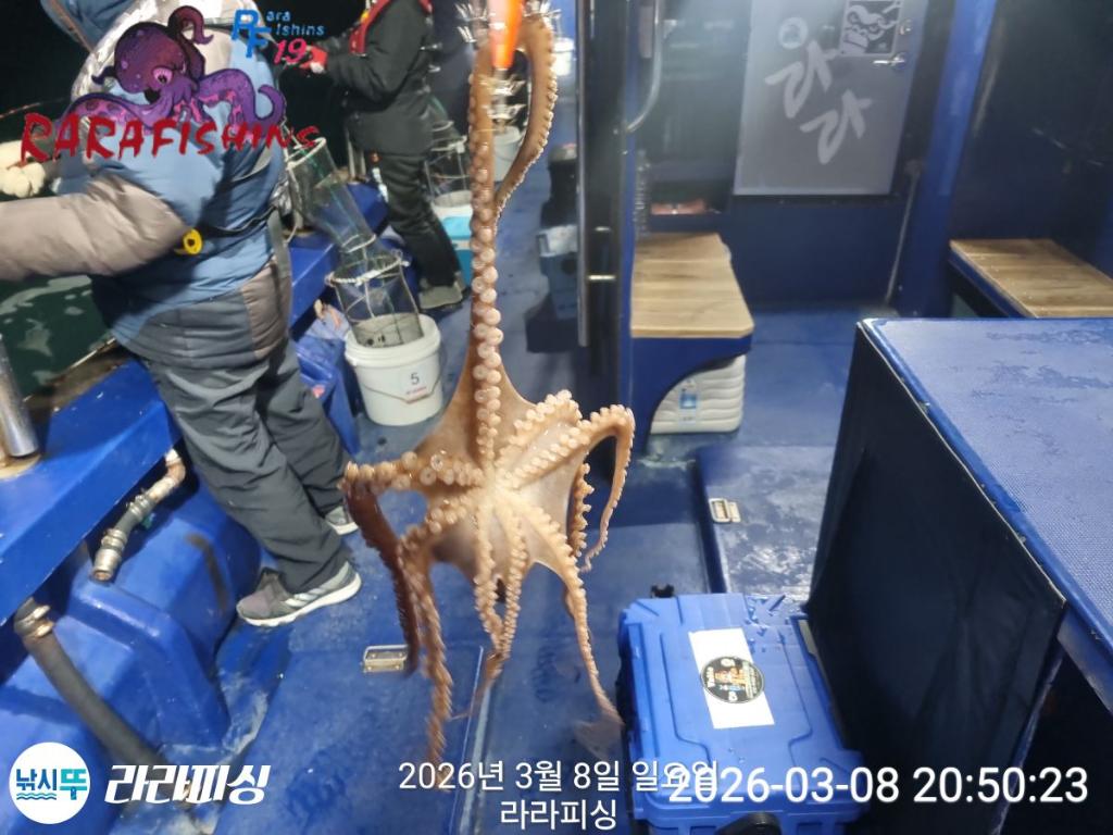 낚시뚜,낙지,돌문어,속천항(진해),라라피싱,낚시뚜19