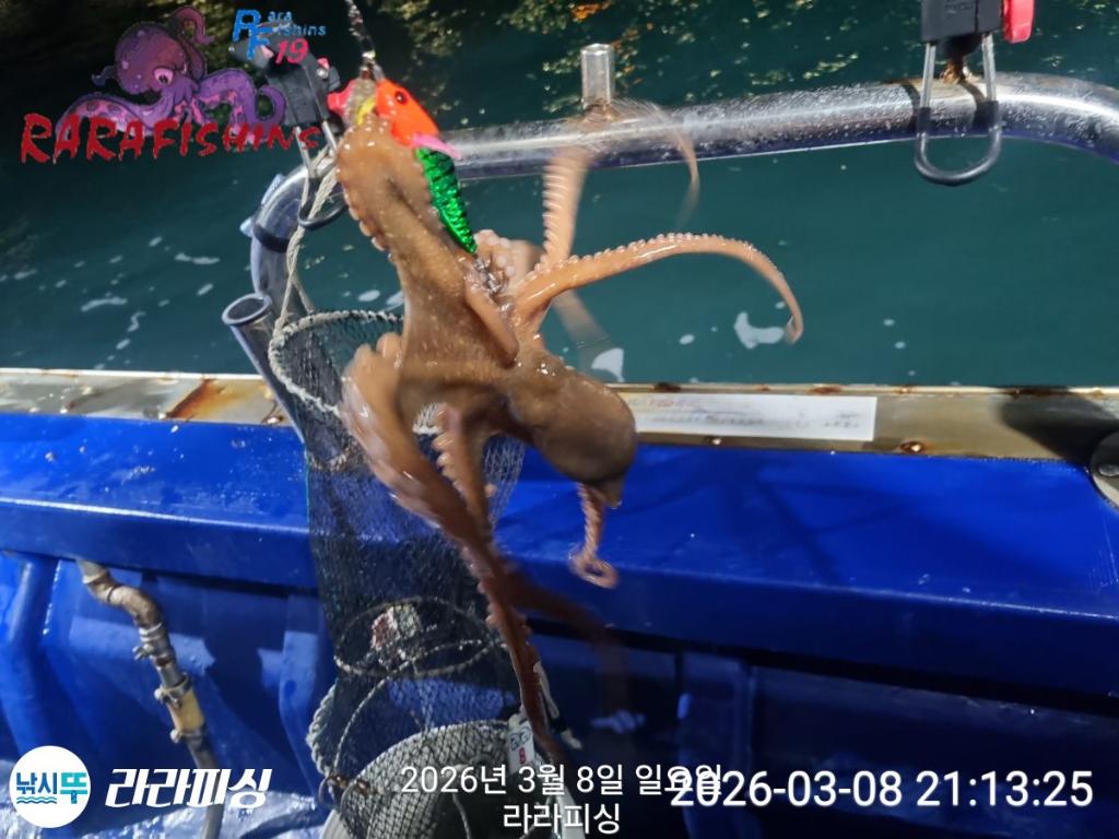 낚시뚜,낙지,돌문어,속천항(진해),라라피싱,낚시뚜15