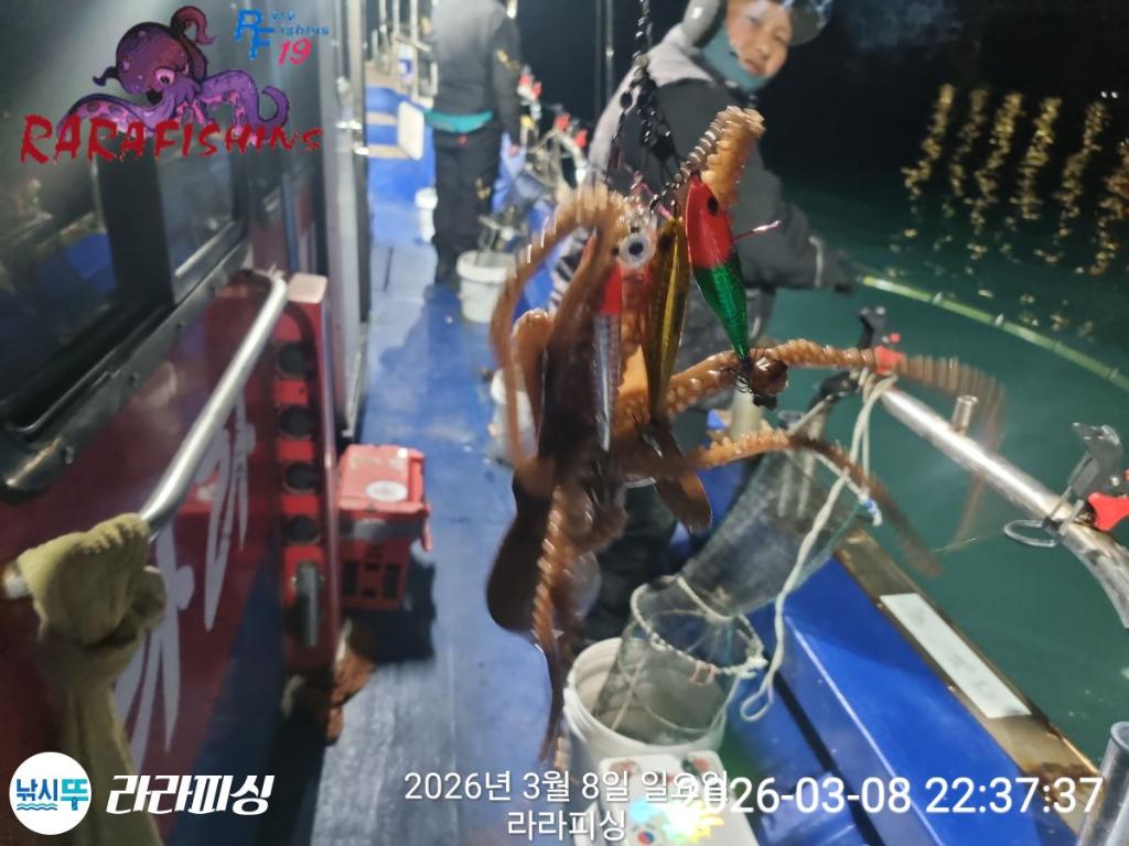 낚시뚜,낙지,돌문어,속천항(진해),라라피싱,낚시뚜13