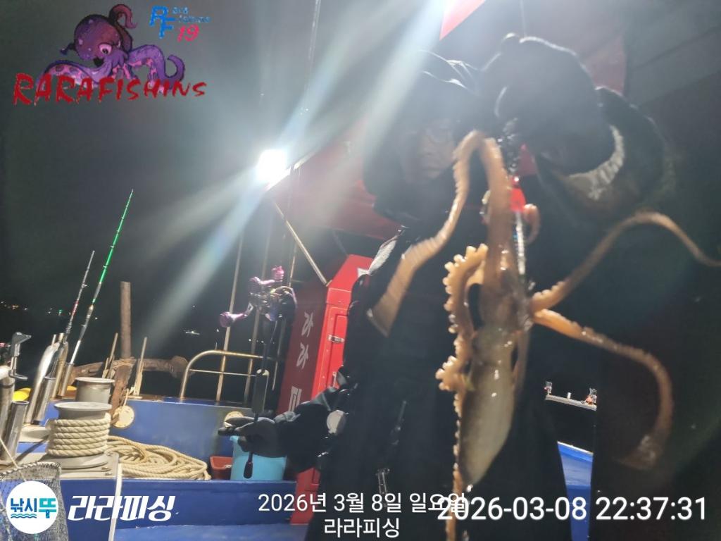 낚시뚜,낙지,돌문어,속천항(진해),라라피싱,낚시뚜12