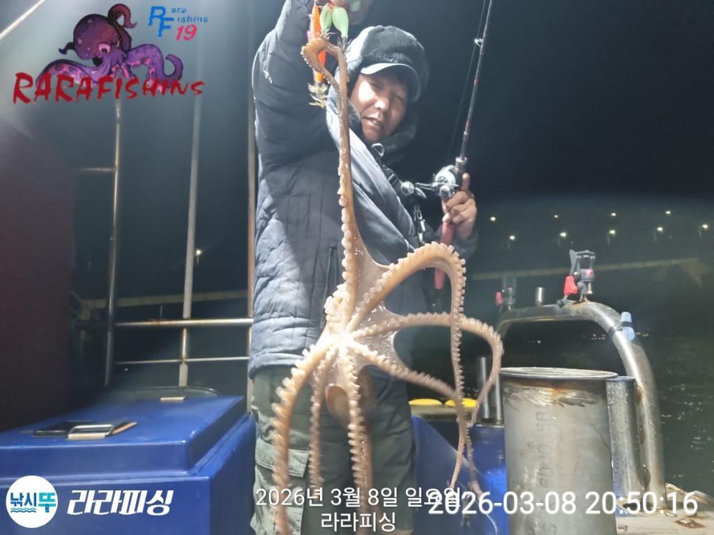 낚시뚜,낙지,돌문어,속천항(진해),라라피싱,낚시뚜10