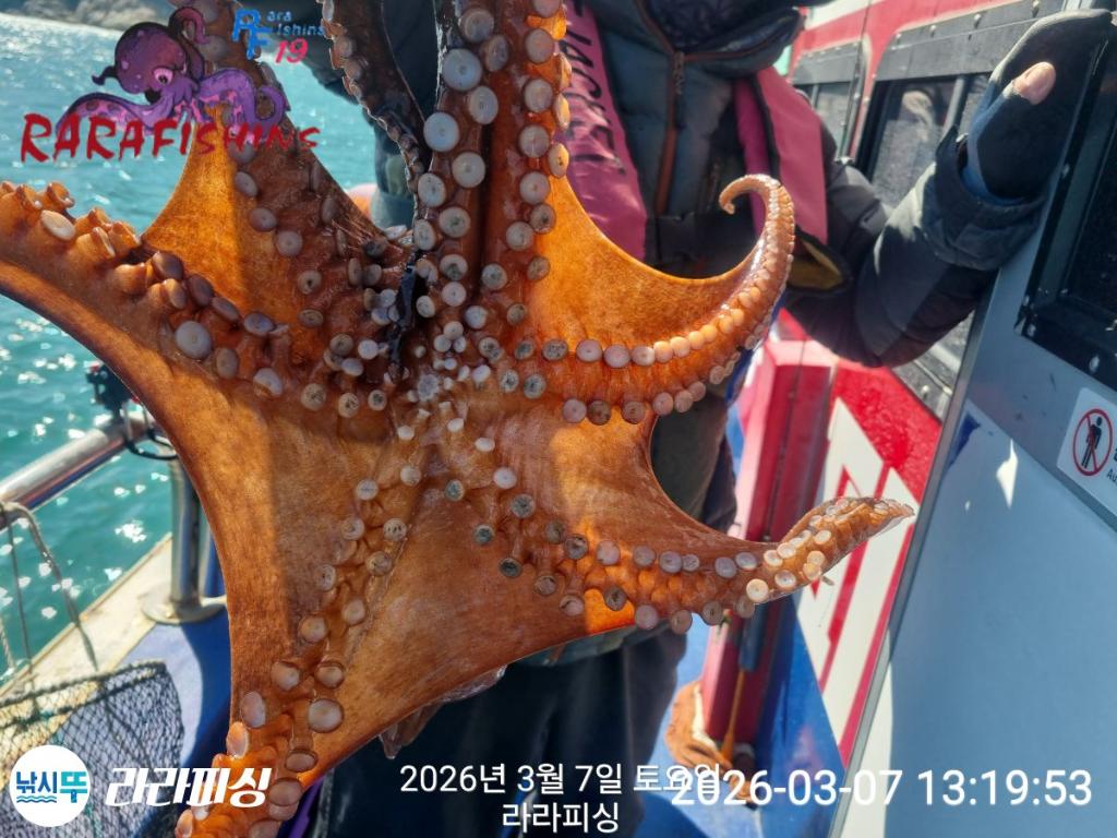 낚시뚜,낙지,돌문어,속천항(진해),라라피싱,낚시뚜7