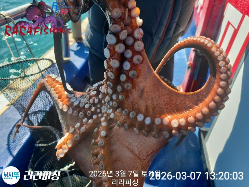 낚시뚜,낙지,돌문어,속천항(진해),라라피싱,낚시뚜6