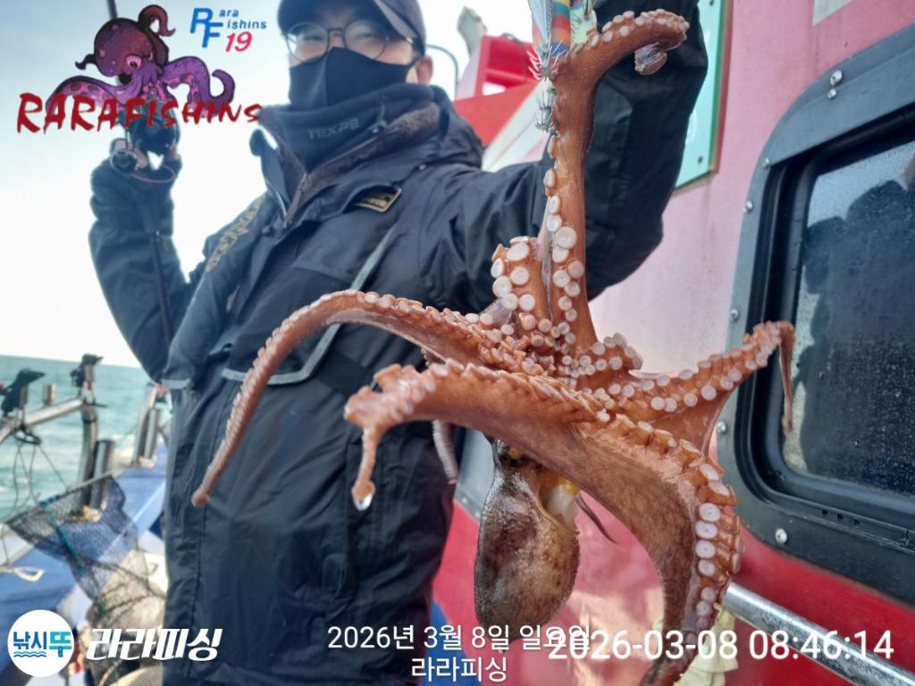 낚시뚜,낙지,돌문어,속천항(진해),라라피싱,낚시뚜4