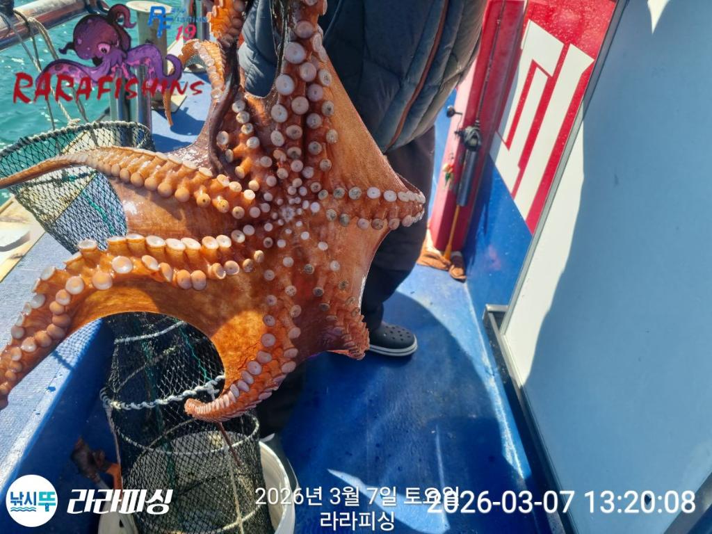 낚시뚜,낙지,돌문어,속천항(진해),라라피싱,낚시뚜1