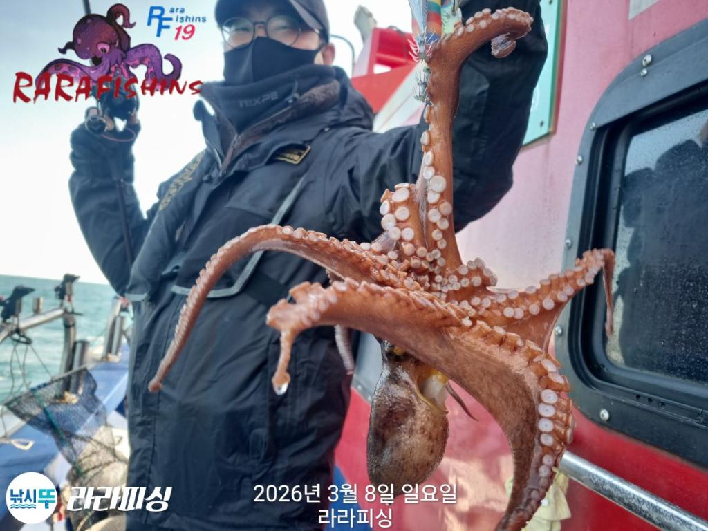 낚시뚜,낙지,돌문어,속천항(진해),라라피싱,낚시뚜25