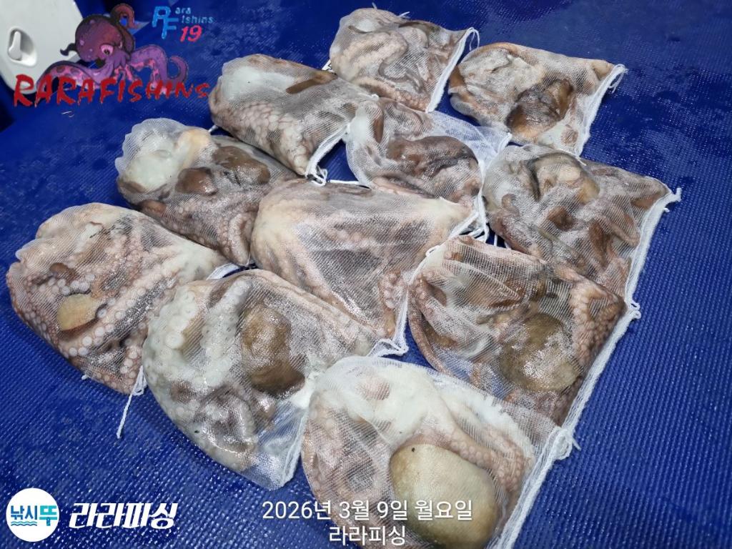 낚시뚜,낙지,돌문어,속천항(진해),라라피싱,낚시뚜12