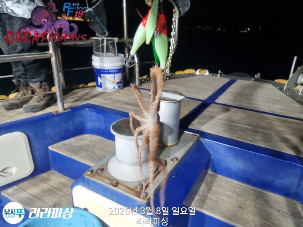 낚시뚜,낙지,돌문어,속천항(진해),라라피싱,낚시뚜9